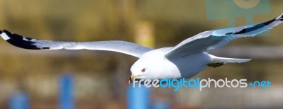 Beautiful Photo Of A Gull Flying Near A Shore Stock Photo