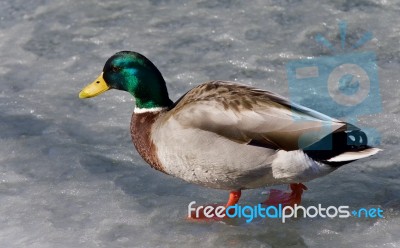 Beautiful Photo Of A Mallard Standing On Ice Stock Photo