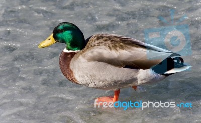 Beautiful Photo Of A Mallard Standing On Ice Stock Photo