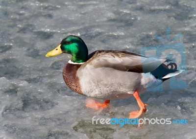 Beautiful Photo Of A Mallard Walking On Ice Stock Photo