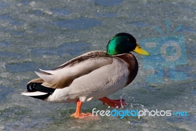 Beautiful Photo Of A Mallard Walking On Ice Stock Photo