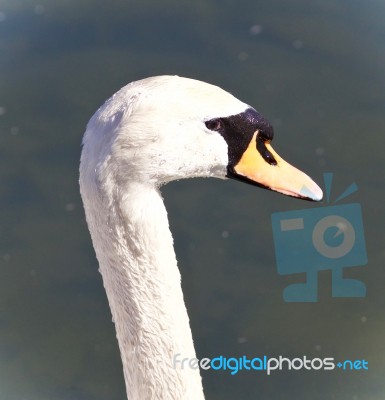 Beautiful Photo Of A Mute Swan In Water Stock Photo