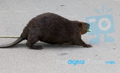 Beautiful Photo Of A North American Beaver In Front Of The Grass… Stock Photo