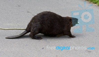 Beautiful Photo Of A North American Beaver On The Road Stock Photo