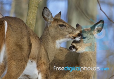 Beautiful Photo Of A Pair Of The Cute Wild Deers Stock Photo