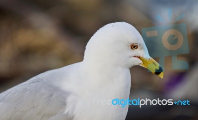 Beautiful Photo Of A Thoughtful Gull Stock Photo