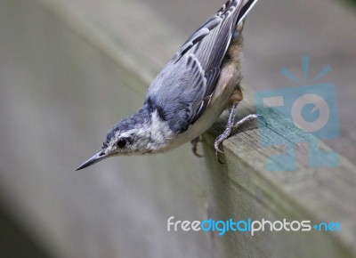 Beautiful Photo Of A White-breasted Nuthatch Bird Stock Photo