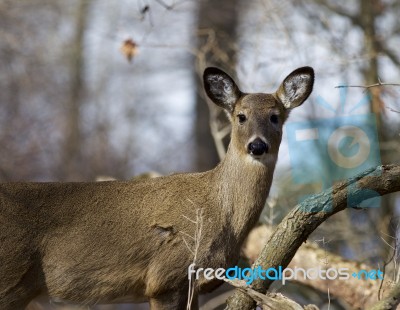 Beautiful Photo Of A Wild Deer Stock Photo