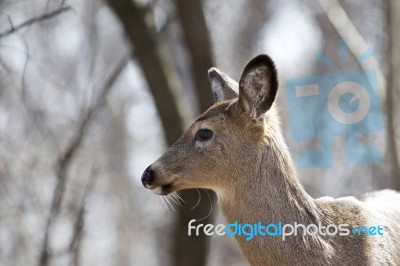 Beautiful Photo Of A Wild Deer In The Forest Stock Photo