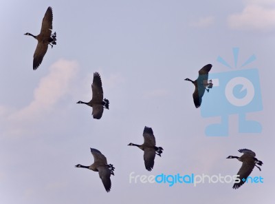 Beautiful Photo Of Several Canada Geese Flying Stock Photo