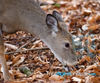 Beautiful Photo Of The Cute Deer Eating The Leaves Stock Photo