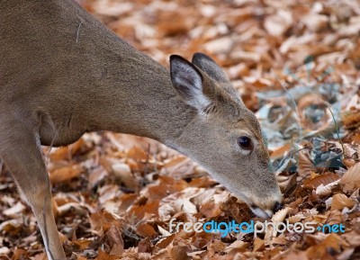 Beautiful Photo Of The Cute Deer Eating The Leaves Stock Photo