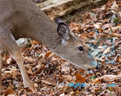 Beautiful Photo Of The Cute Deer Eating The Leaves In The Forest… Stock Photo