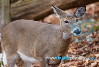 Beautiful Photo Of The Cute Deer In The Forest Stock Photo