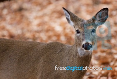 Beautiful Photo Of The Cute Deer In The Forest Stock Photo