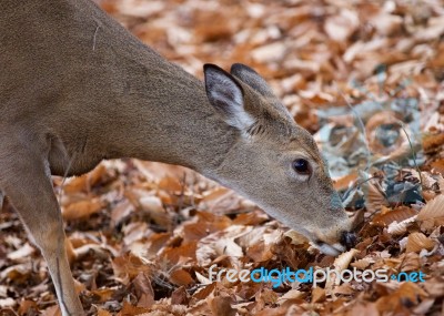 Beautiful Photo Of The Cute Deer With The Leaves On The Background Stock Photo