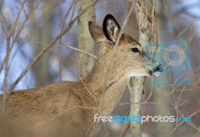 Beautiful Photo Of The Cute Wild Deer Stock Photo