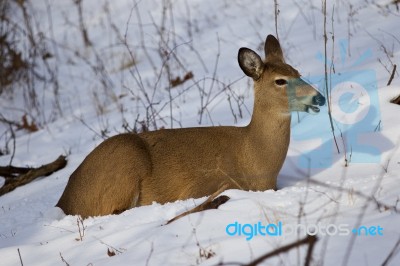 Beautiful Photo Of The Deer On The Snow Looking Aside Stock Photo