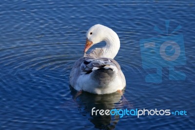 Beautiful Photo Of The Snow Goose Cleaning His Feathers Stock Photo