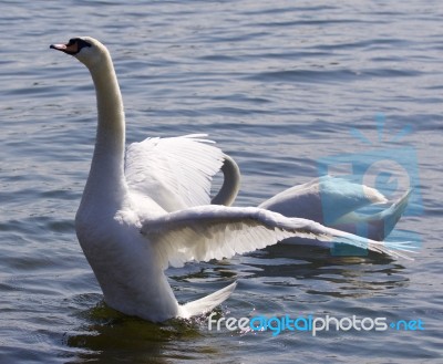 Beautiful Photo Of The Swan Showing His Wings Stock Photo