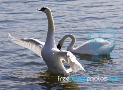 Beautiful Photo Of The Swan With The Opened Wings Stock Photo