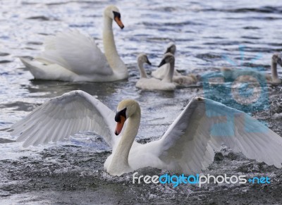 Beautiful Photo Of The Swans With The Chicks Stock Photo