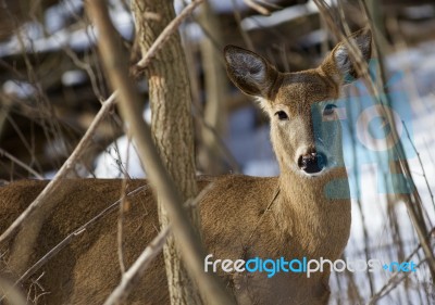 Beautiful Photo Of The Very Cute Wild Deer Stock Photo