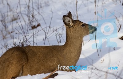 Beautiful Photo Of The Wild Deer On The Snow Looking Aside Stock Photo