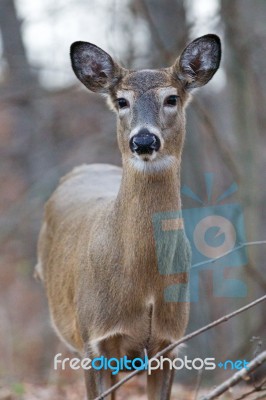 Beautiful Photo Of The Young Deer In The Forest Stock Photo