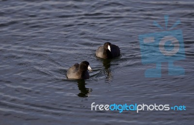 Beautiful Photo Of Two Coots Swimming In Lake Stock Photo