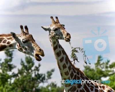 Beautiful Photo Of Two Cute Giraffes Eating Leaves Stock Photo