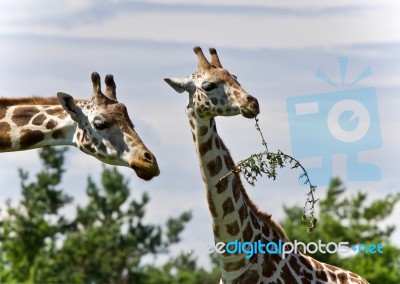 Beautiful Photo Of Two Cute Giraffes Eating Leaves Stock Photo