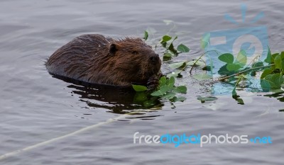 Beautiful Photo With A Beaver Eating Leaves In The Lake Stock Photo