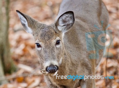 Beautiful Photo With A Cute Wild Deer Standing In Forest Stock Photo