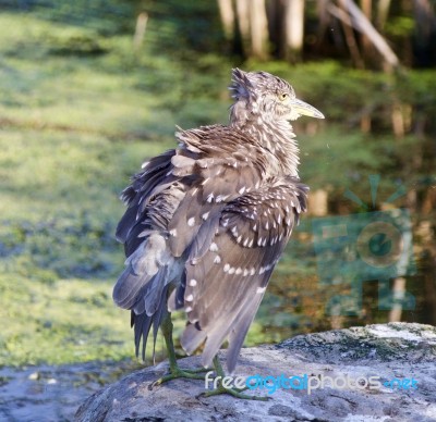 Beautiful Photo With A Funny Black-crowned Night Heron Shaking Her Feathers On A Rock Stock Photo