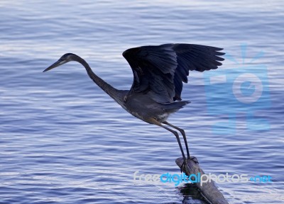 Beautiful Photo With A Great Blue Heron Jumping Stock Photo