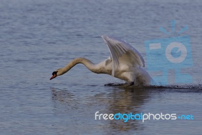 Beautiful Photo With A Powerful Swan's Take Off Stock Photo