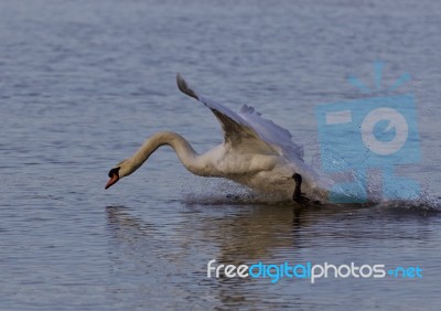 Beautiful Photo With A Powerful Swan's Take Off Stock Photo