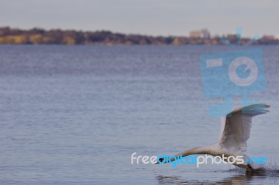 Beautiful Photo With A Powerful Swan's Take Off From The Lake Stock Photo