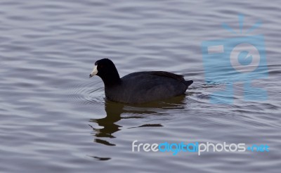 Beautiful Photo With Funny American Coot In The Lake Stock Photo