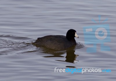 Beautiful Photo With Funny American Coot In The Lake Stock Photo