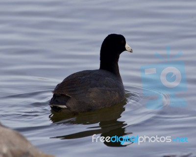 Beautiful Photo With Funny American Coot In The Lake Stock Photo