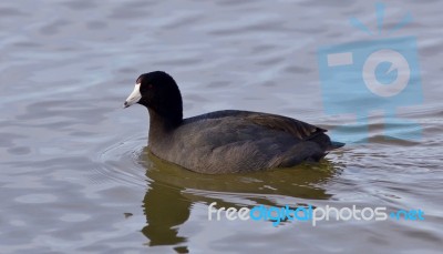 Beautiful Photo With Funny Weird American Coot In The Lake Stock Photo