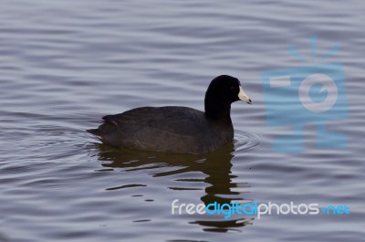 Beautiful Photo With Funny Weird American Coot In The Lake Stock Photo