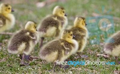 Beautiful Photo With Several Cute Funny Chicks Of Canada Geese Going Somewhere Stock Photo