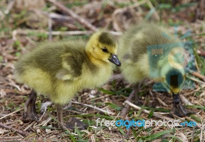 Beautiful Photo With Two Chicks Of The Canada Geese Stock Photo