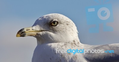 Beautiful Picture Of A Gull And A Sky Stock Photo