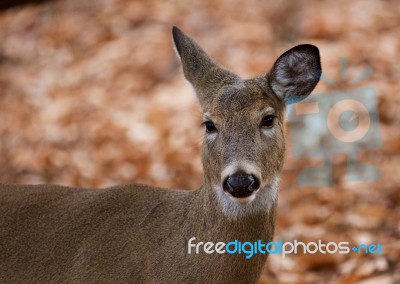 Beautiful Picture Of The Cute Deer In The Forest Stock Photo