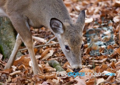 Beautiful Picture Of The Cute Deer In The Forest Stock Photo