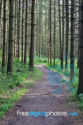 Beautiful Picture With A Beautiful Trail Leading Stock Photo